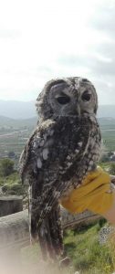 Dues rapinyaires tornen a les muntanyes d'Oliva després de la seua recuperació 1 IMG 20170504 120230