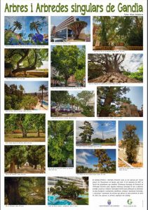 Amb motiu del Dia Mundial del Medi Ambient s'ha editat un pòster amb alguns dels arbres i arbredes protegits de Gandia 1 Arbres