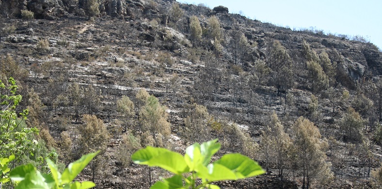 Replantació d'arbres i arbustos al barranc d'Atanasi de Ròtova 1 Plantacion Rotova 1