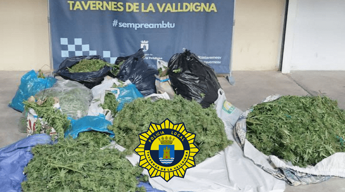 La Policia Local de Tavernes intercepta un vehicle d’alta gamma amb 96 quilos de marihuana 1 241107 OPERATIU MARIHUANA 1