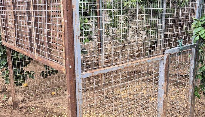 Èxit del pla de control a Oliva: capturen 27 porcs senglars en una sola nit 1 Oliva Gabia porc senglars