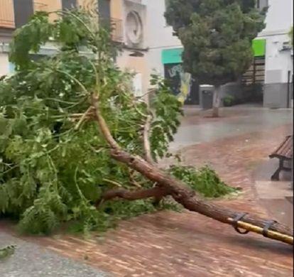 Les pluges a la Safor superen els 100 l/m² en algunes poblacions 2 LLuvias arbol