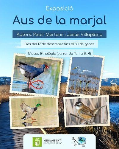 Oliva Celebra 30 Anys de Protecció de la Marjal amb una Gran Exposició d'Avifauna 1 CARTELL EXPO AUS MUSEU ETNOLOGIC OLIVA