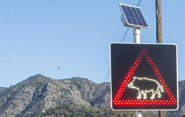 Aposta per la intel·ligència artificial a la Safor per a posar fi als accidents amb senglars 1 Simat senyalitzacio porcs senglars 1