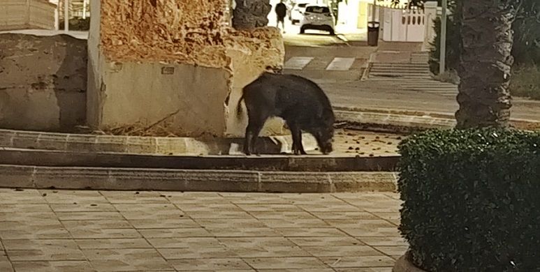 Naix a Oliva l'Associació d'Afectats de la Fauna Silvestre per a frenar l'impacte de les plagues en l'entorn rural 2 playa oliva