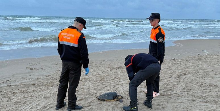 Gandia blinda la platja de l'Auir: nova campanya informativa i de vigilància per a salvar el corriol camanegre 3 Gandia vigilancia proteccio Civil 2