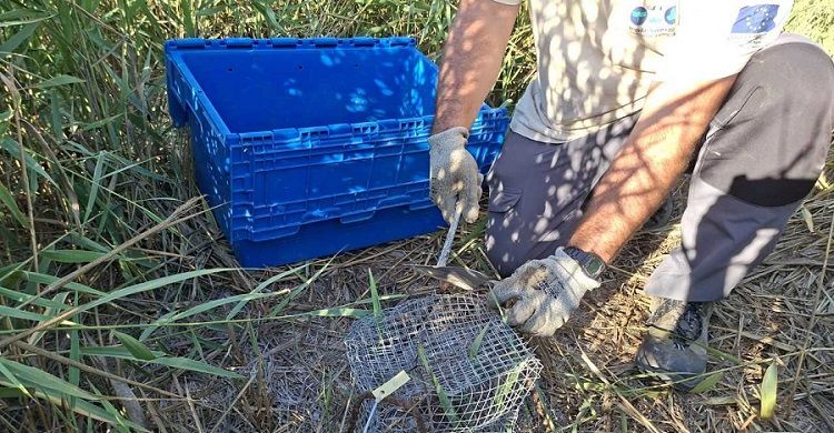 Històric èxit ambiental a la Marjal: naixen 61 exemplars de tortuga d’estany en perill d'extinció 1 Actualitat niu tortuga protegit a la marjal 2026
